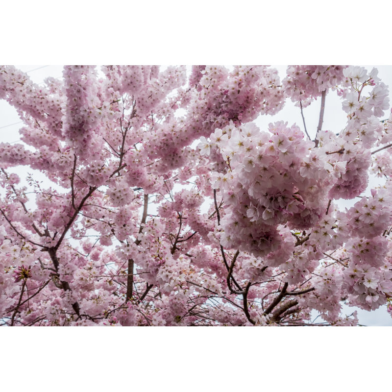 Cherry Blossoms - Wrapped Canvas Print, 81cm H x 122cm W