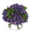 Purple Hydrangea in Glass Vase
