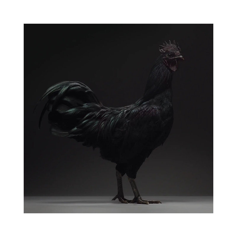 Ayam Cemani par - Toile tendue, H 12 po x l 12 po x P 0,75 po