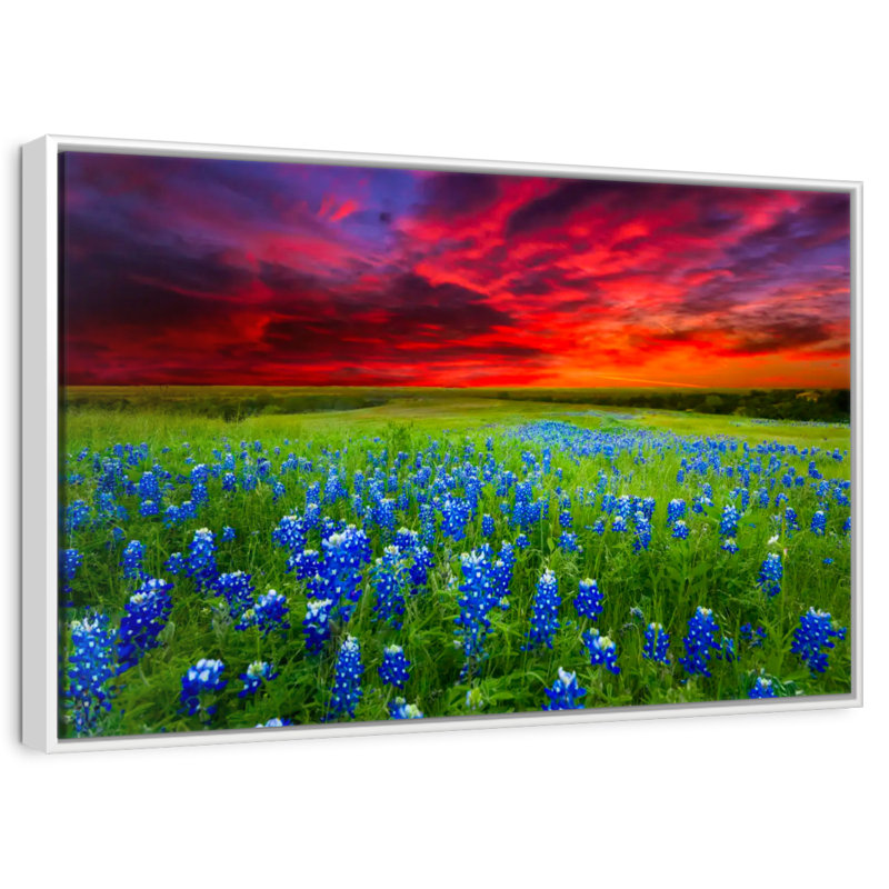 Bluebonnets au coucher du soleil I, Cadre flottant blanc, 37 po x 25 po