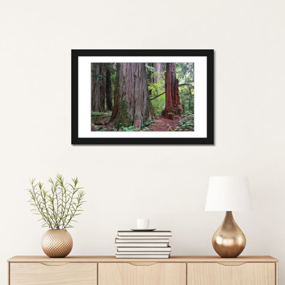 " Western Red Cedar Grove Of The Patriarchs, Mt Rainier National Park, Washington " by Tim Fitzharris