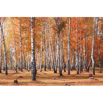 " White Birches Trees "