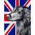 Flat-coated retriever sélectionné