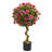 Azalea Topiary Tree