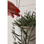 Stainless Steel Hanging Plant Pot-2077731255-2077731253