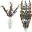 Tiges de gladiola-629162662