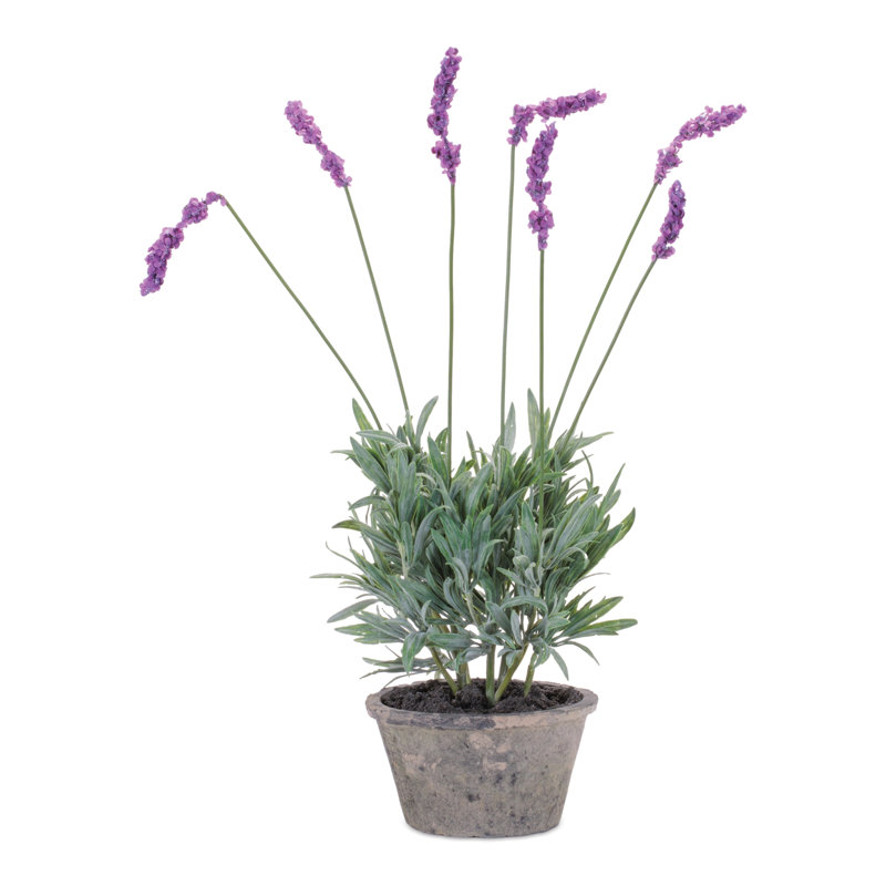 Potted Lavender Plant