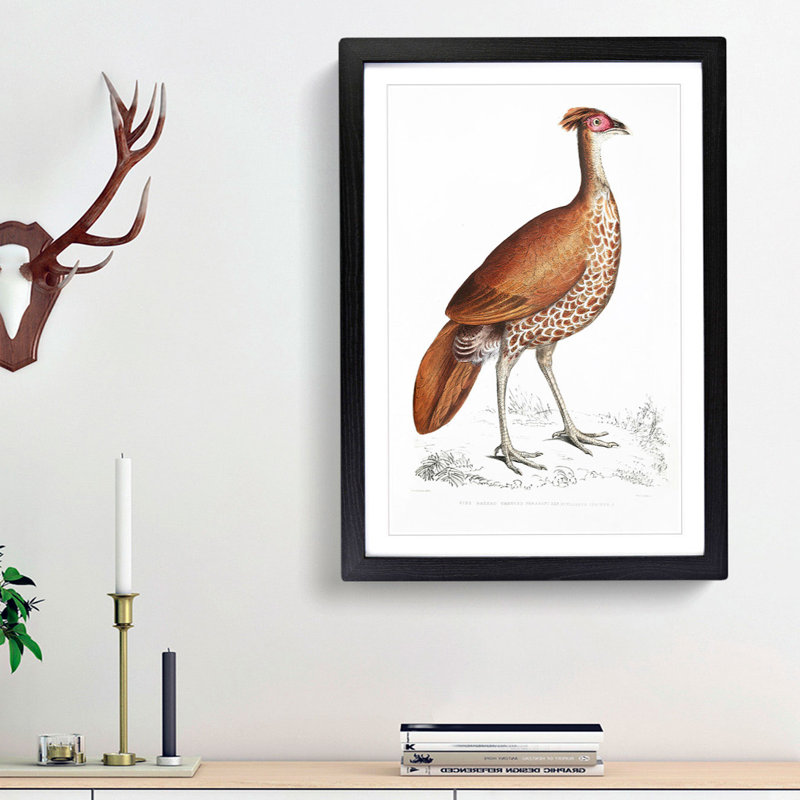 Pheasant Hen Illustration by John Edward Gray - Picture Frame Painting Print, Black Framed, 36cm H x 27cm W x 2cm D