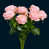 Rose foncé