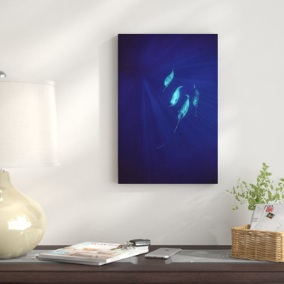 " Narwhal Pod Underwater "
