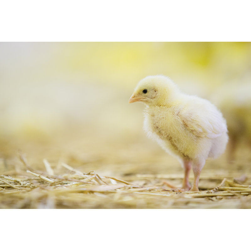 Yellow Chicken Hen by Milanvirijevic - Wrapped Canvas Print, 20cm H x 30cm W x 3.8cm D