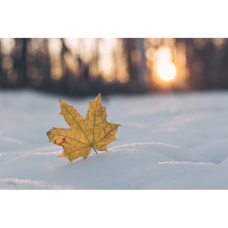Maple Leaf - Wrapped Canvas Print, 20cm H x 30cm W x 3.8cm D