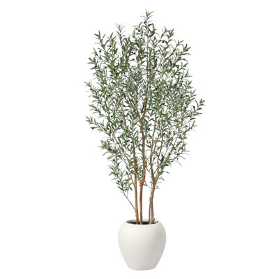 George 96" Olive Tree in Planter