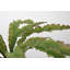 Plante grasse artificielle Bragdon en pot