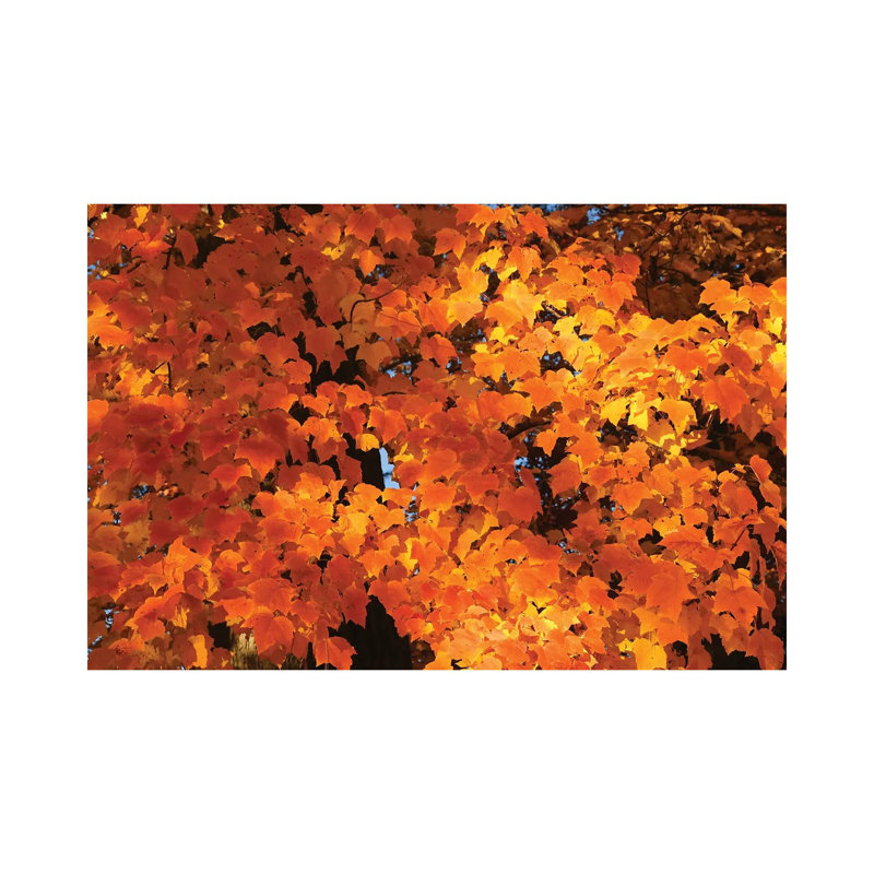 Orange by Brian Wolf - Wrapped Canvas Print, 66.04 cm H x 45.72 cm W x 3.175 cm D