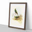 Blue Banded Grass Parakeets by Elizabeth Gould - Picture Frame Painting Print-55544296-55544298