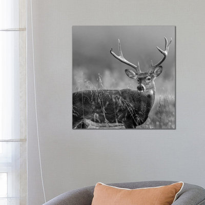 White-Tailed Deer Buck, North America - Wrapped Canvas Print