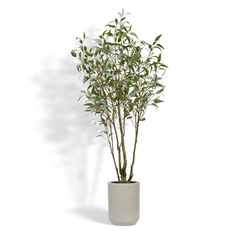 TREE 7FT Willow Eucalyptus KD