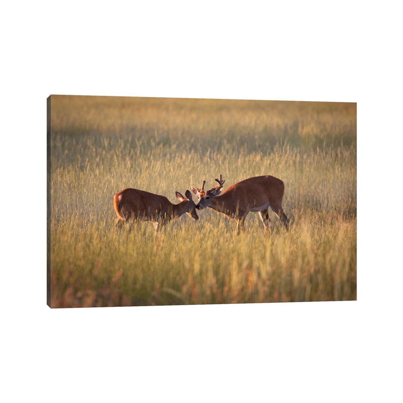 Curiosity by Mateusz Piesiak - Floater Frame Gallery-Wrapped Canvas Giclée on Canvas, Wrapped Canvas, 20.32 cm H x 30.48 cm W