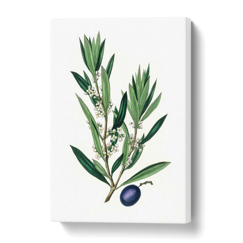 Olive Tree Flowers Illustration - Wrapped Canvas, 50.8 cm H x 35.6 cm W