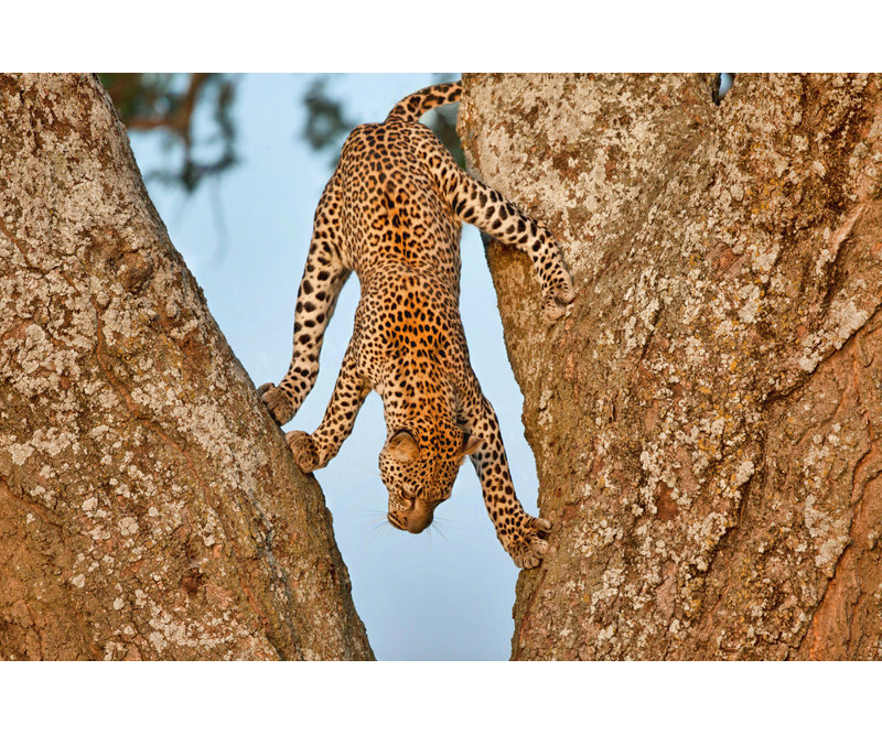 Wrapped Canvas Print, 60.96 cm H x 91.44 cm W