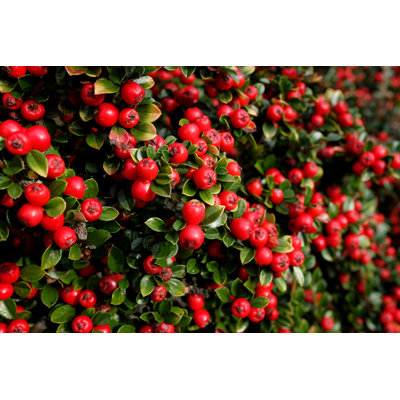 " Red Cotoneaster Berries "