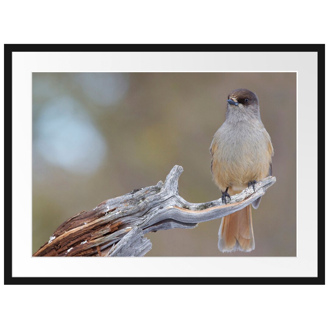 Gerahmtes Poster Kleiner Vogel auf Ast