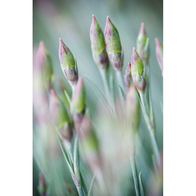 Green And Pink Flower Buds - Wrapped Canvas Print, 91cm H x 61cm W