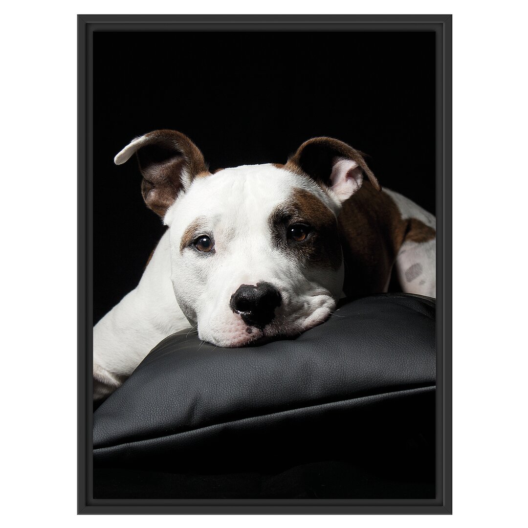 Gerahmtes Wandbild Dark Süßer American Staffordshire