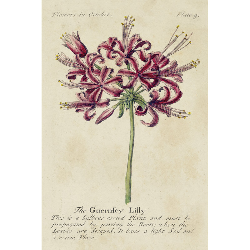 Gardeners Guide VII - Wrapped Canvas Print, 76cm H x 51cm W 