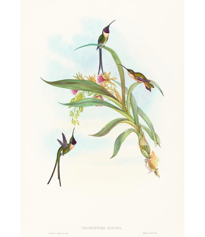 "Tharmastura Enicura" par John Gould - Art mural sur toile tendue avec châssis, H 24 po x l 17 po