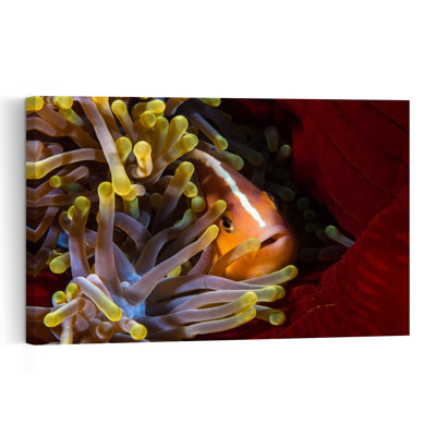 Vibrant Anemonefish Close-Up Colorful Vibrant Fish Nature Ocean Wall Art Print 1 Piece Wrapped Canvas Wall Art