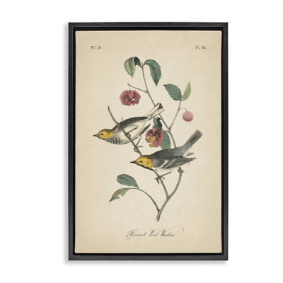 Vintage Warbler & Plants Framed Floater Canvas by Wild Apple Portfolio