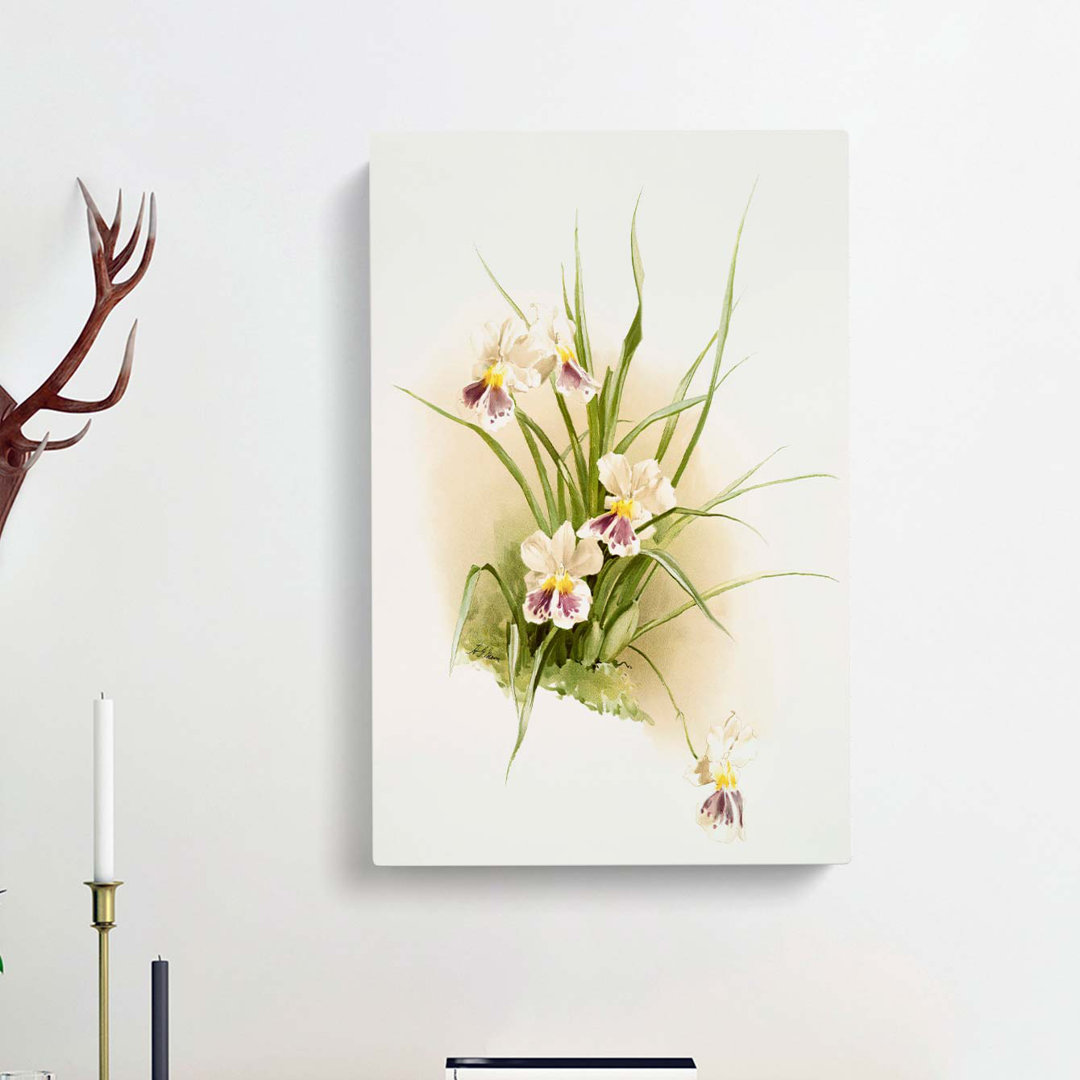 Magnolia Flowers Illustration Tab. 79 by Frederick Sander - Wrapped Canvas