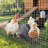 60-Inch by 100-Foot Silver Galvanized Steel Hardware Cloth Roll, 19 Gauge Half-Inch Mesh