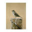 «Savannah Sparrow» d'Etelca, impression sur toile tendue-27649575