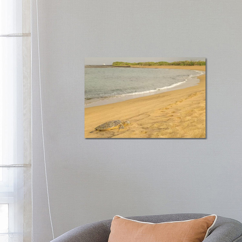 USA, Hawaii, Honokohau Bay. Green Sea Turtle On Shore. by Jaynes Gallery - Wrapped Canvas Gallery-Wrapped Canvas Giclée