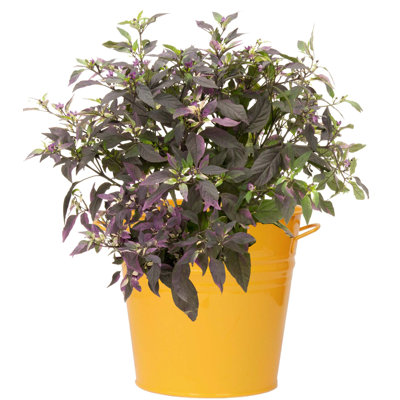Venne Metal Pot Planter