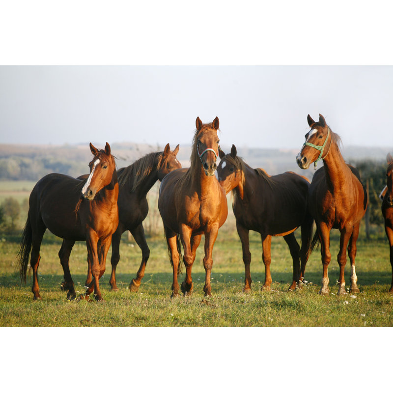«Jodanna Thoroughbred Horses Grazing» par acceptfoto - impression, H 8 po x l 12 po