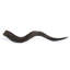 Horn - Natural Finish