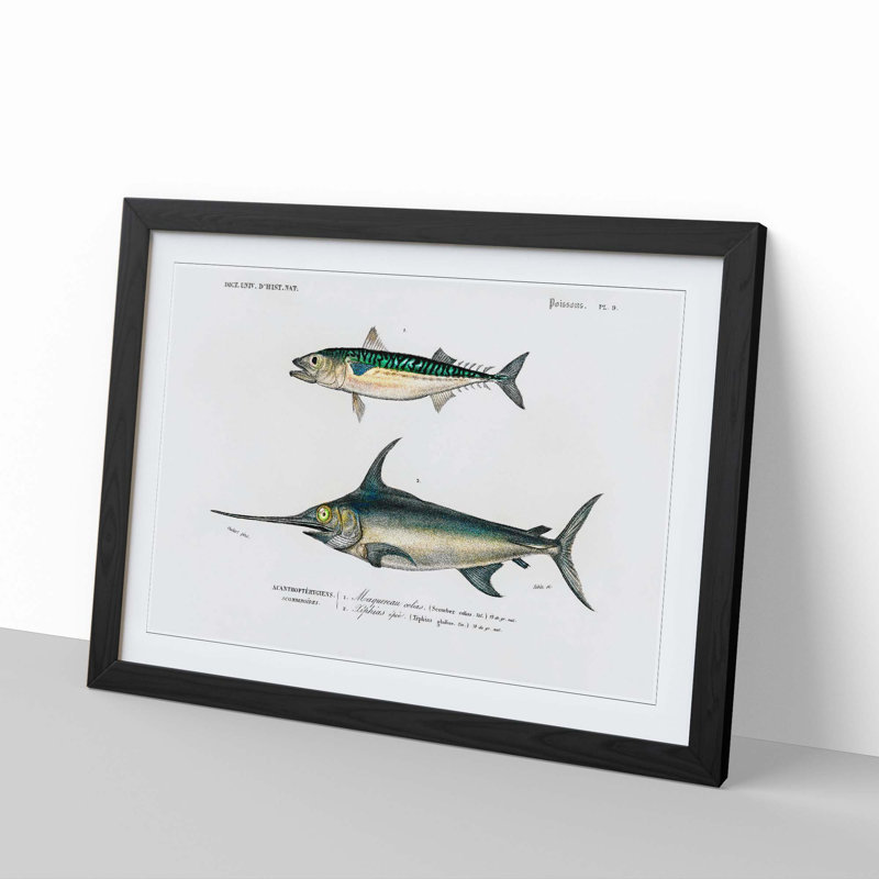 Fish Illustrations PL. 9 by Charles d' Orbigny - Picture Frame Graphic Art Print, 36cm H x 48cm W x 2cm D, Black Framed