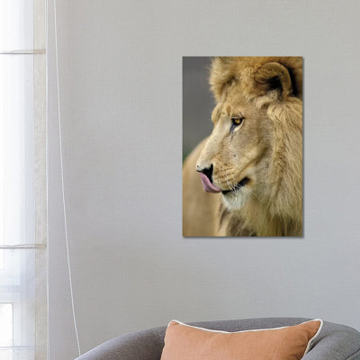Lion XI by Goran Anastasovski - Wrapped Canvas Print