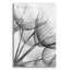 «Goatsbeard II» par Lori Deiter - photographie non encadrée-231093600