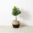 36'' Faux Fiddle Leaf Fig Tree-1137422233