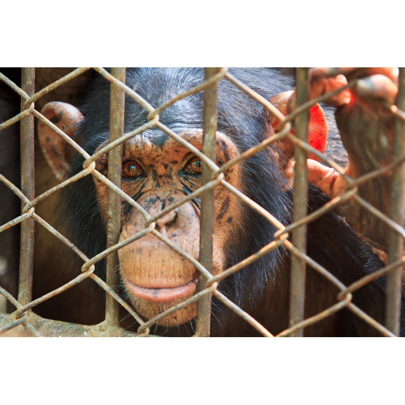 Chimpanzee In The Cage by Pigphoto - Wrapped Canvas Print, 20cm H x 30cm W x 3.8cm D