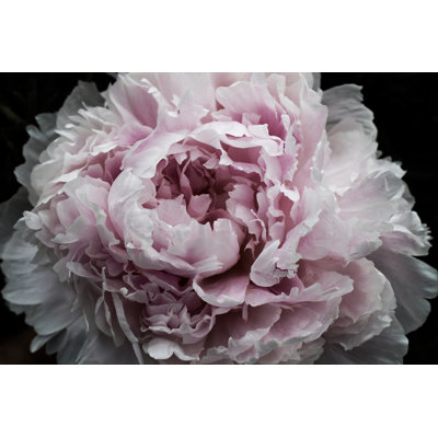Pink Peony Passion I by Irena Orlov - Wrapped Canvas Print