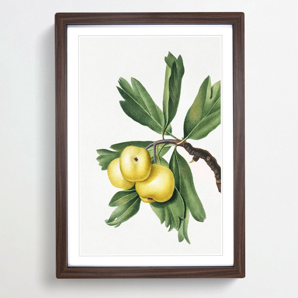Hawthorn Apple Tree by Giorgio Gallesio - Picture Frame Painting Print