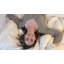 Hotel Quality All Season Feather and Down Comforter/Duvet Insert, Queen-2025818362