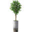 Hautes plantes artificielles artificielles d'intérieur et d'extérieur-116649437-116649445