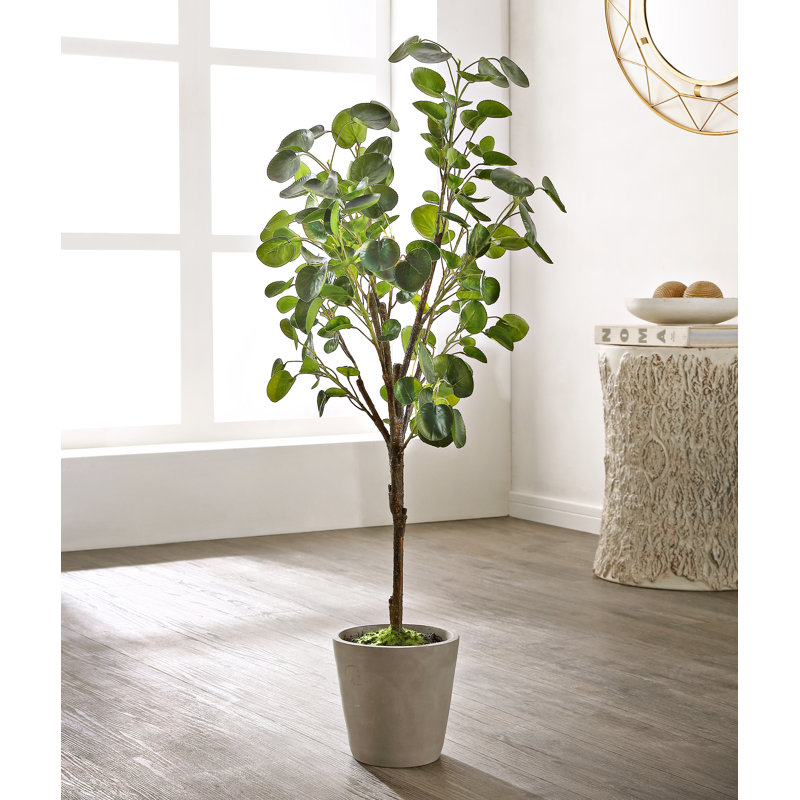 Arbre à feuilles persistantes 30,7 po